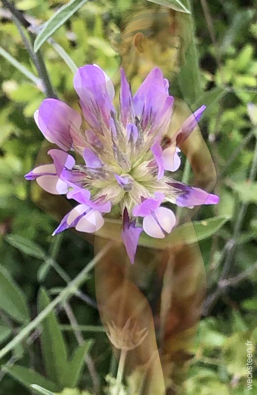 PSORALEE.BITUMINEUSE